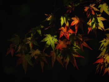 Close-up of maple leaves