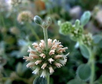 Close-up of flowers blooming