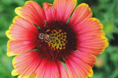 Close-up of bee on gaillardia