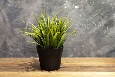 Close-up of potted plant on table