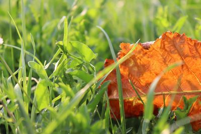 Close-up of lizard on grass