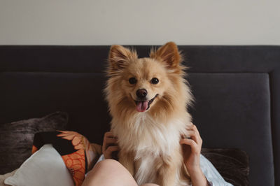 Dog looking away while sitting at home