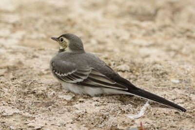 Close-up of bird perching on ground