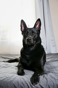 Portrait of black dog sitting on bed at home