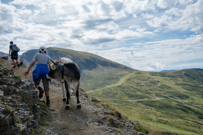 View of horse grazing on land