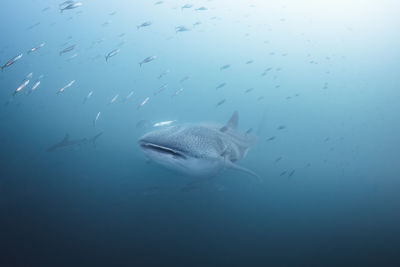 Fish swimming in sea