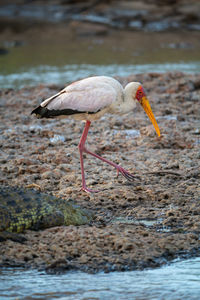 Yellow-billed stork crosses riverbank by nile croodile