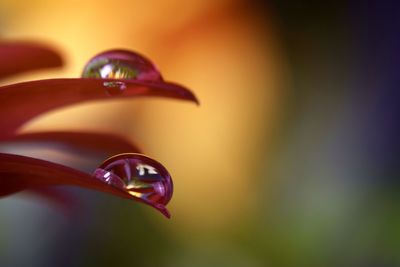 Close-up of water drop on multi colored plant