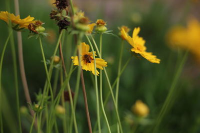 Close-up of insect on yellow flower