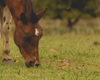 Close-up of a horse grazing in field
