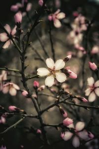 Close-up of apple blossoms in spring