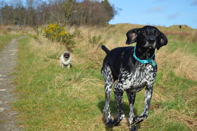 Portrait of a dog on field