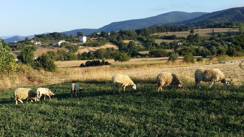 Sheep grazing on field against sky