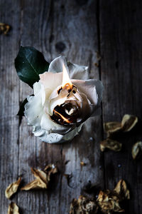 Close-up of white rose on table