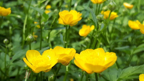 Close-up of yellow flowering plant