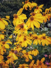 Close-up of yellow flowering plant