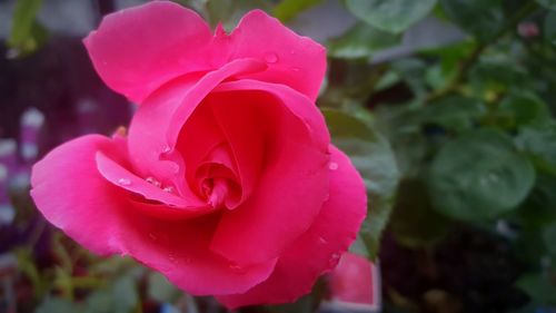 Close-up of pink rose