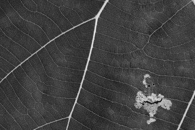 Full frame shot of plant