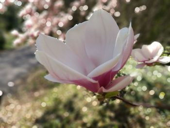 Close-up of flower blooming on tree