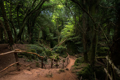 Trees in forest