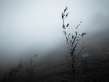 Close-up of tree on landscape against sky
