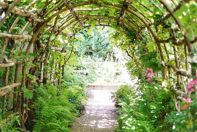 Plants growing in garden