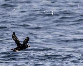 Puffin flying over sea