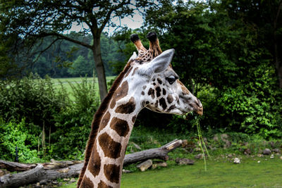 Giraffe in zoo