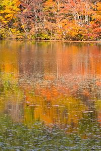 Reflection of trees in water