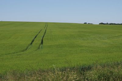 Scenic view of field against clear sky