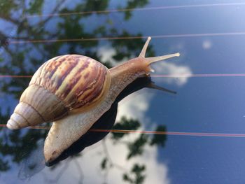 Close-up of snail