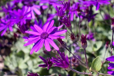 Close-up of pink flowers