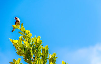 Low angle view of sunflower against clear blue sky