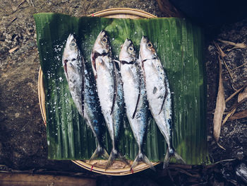 High angle view of fish in container
