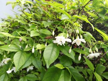 Close-up of white flowers on plant