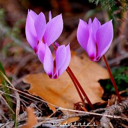 Close-up of pink crocus blooming outdoors