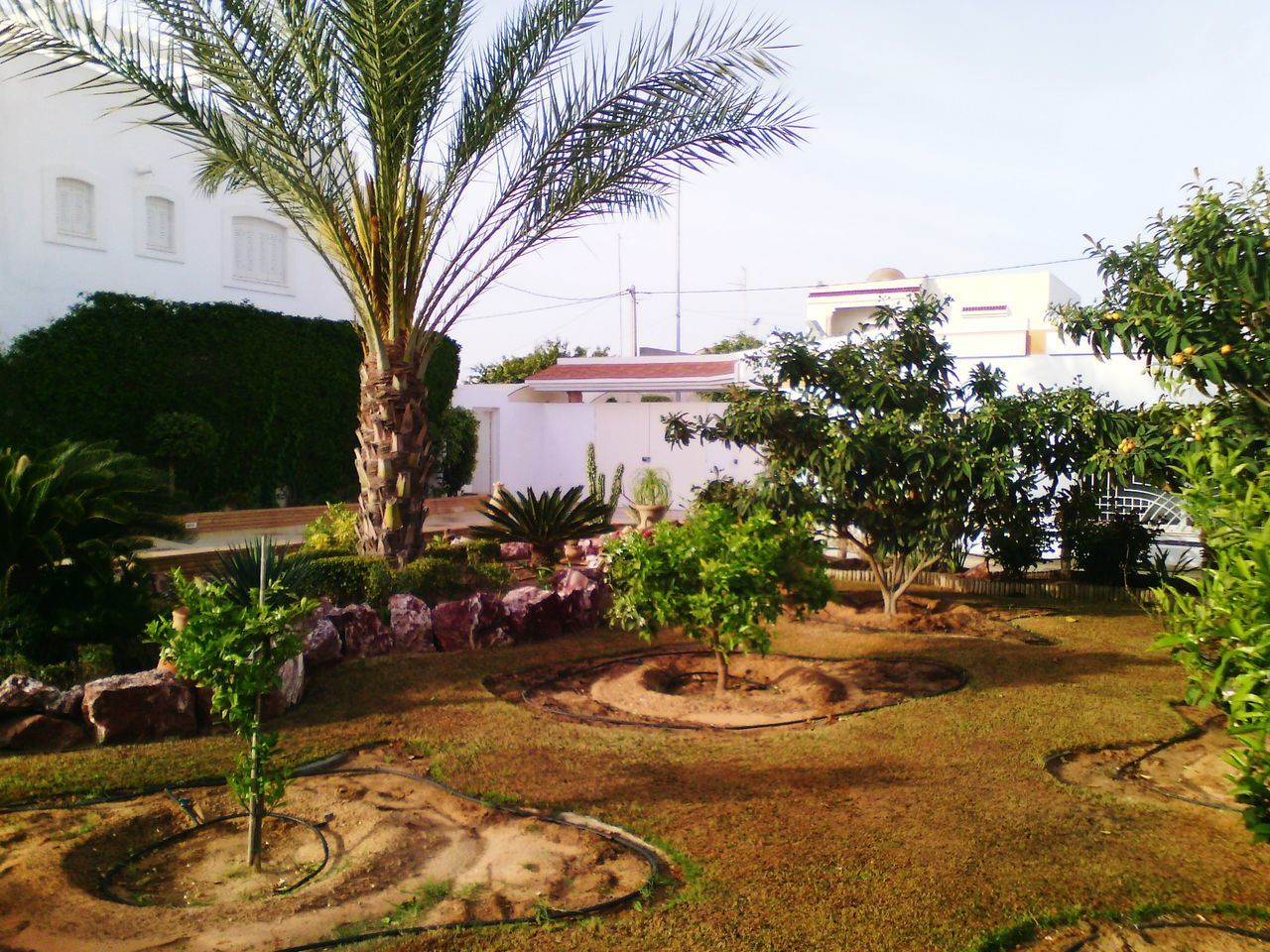 building exterior, tree, architecture, built structure, palm tree, house, growth, water, plant, residential building, sky, residential structure, tourist resort, green color, potted plant, day, nature, sunlight, outdoors, beach