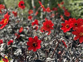 Close-up of red flowering plants on field