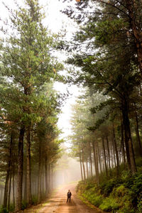 Man walking on footpath amidst trees in forest