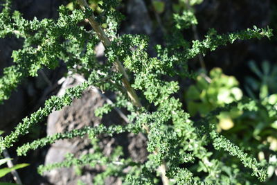 Close-up of lichen growing on tree