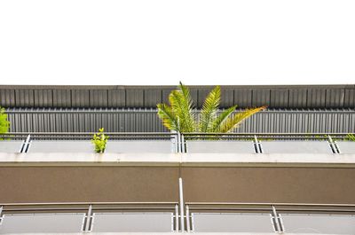 Potted plants against wall