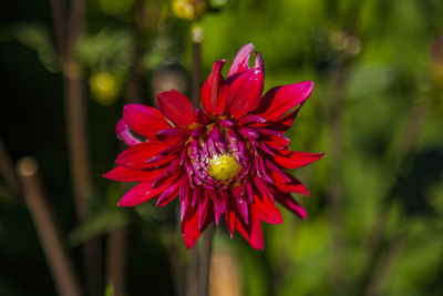 Close-up of red flower