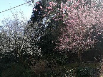 View of flower tree against sky