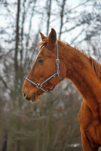 Close-up of a horse against the sky