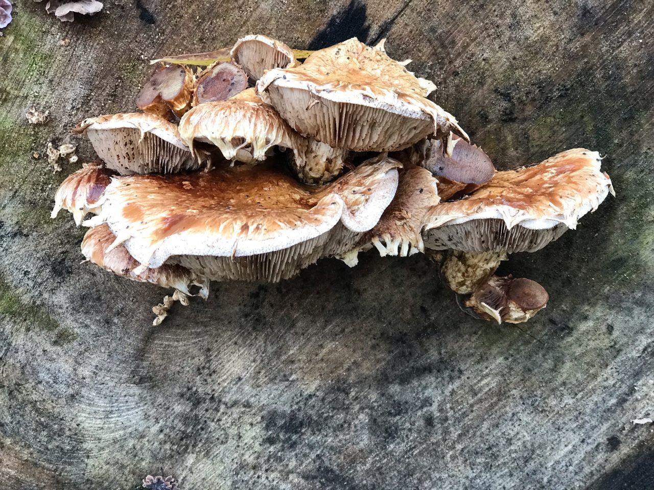 mushroom, fungus, vegetable, food, edible mushroom, no people, close-up, food and drink, toadstool, high angle view, nature, growth, day, plant, freshness, vulnerability, fragility, wood - material, outdoors, wellbeing