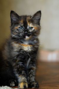 Portrait of cat sitting on floor