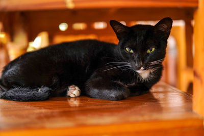 Portrait of black cat resting