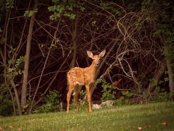 Full length of deer standing on grassy field