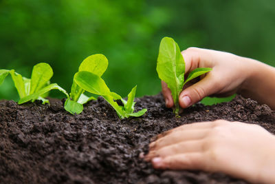 Cropped hand of woman holding plant