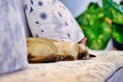 Cat sleeping on bed